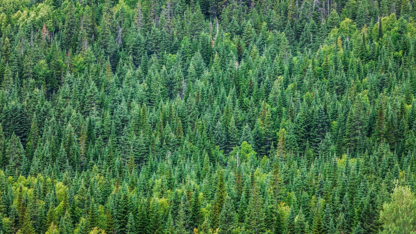 Timberland Northern Wisconsin